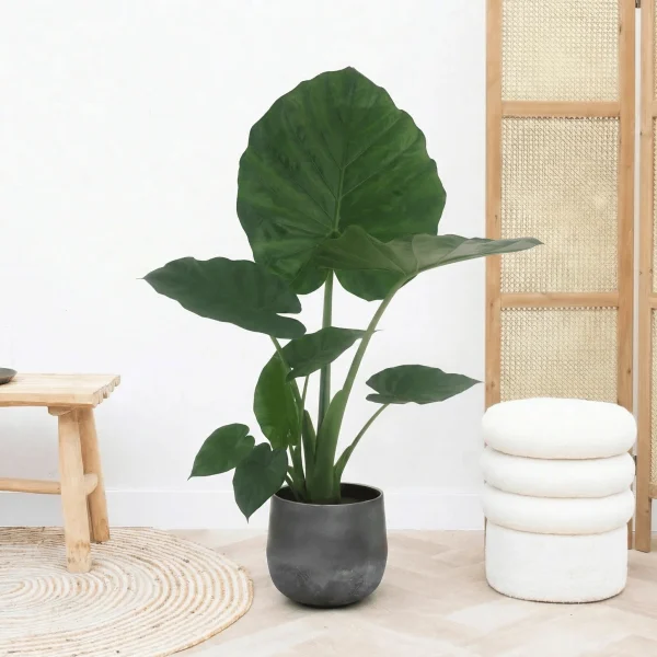 Alocasia Macrorrhiza - 60 cm - 51Dnspod | Smaakvolle damp – Verzendkosten vrij vanaf 40€