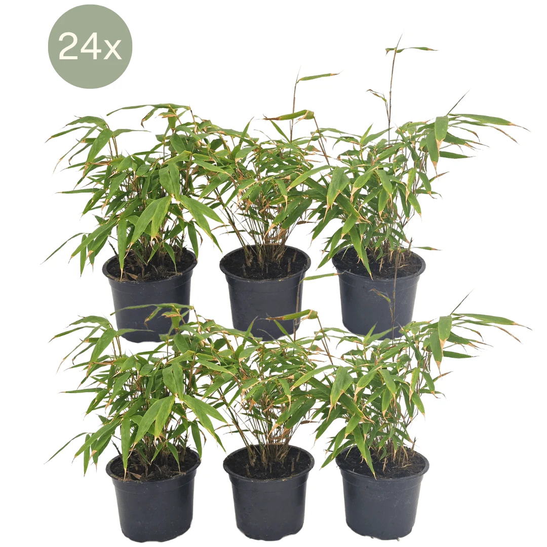 24x Fargesia Rufa - 25cm - 51Dnspod | Smaakvolle damp – Verzendkosten vrij vanaf 40€ 24x Fargesia Rufa - 25cm - 51Dnspod | Smaakvolle damp – Verzendkosten vrij vanaf 40€
