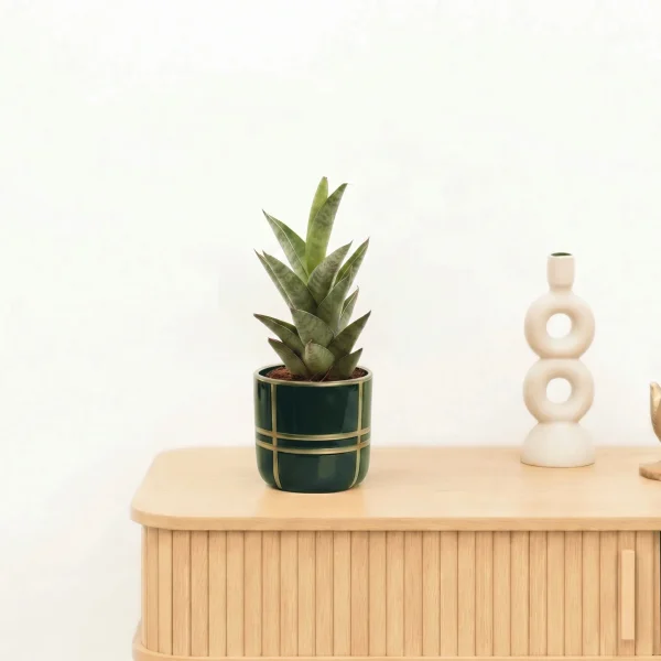 Bambino Sansevieria Starshooter - 15 cm - 51Dnspod | Smaakvolle damp – Verzendkosten vrij vanaf 40€