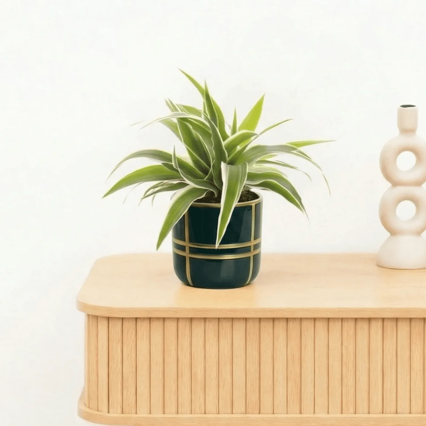 Bambino Chlorophytum Ocean - 15cm - 51Dnspod | Smaakvolle damp – Verzendkosten vrij vanaf 40€ Bambino Chlorophytum Ocean - 15cm - 51Dnspod | Smaakvolle damp – Verzendkosten vrij vanaf 40€