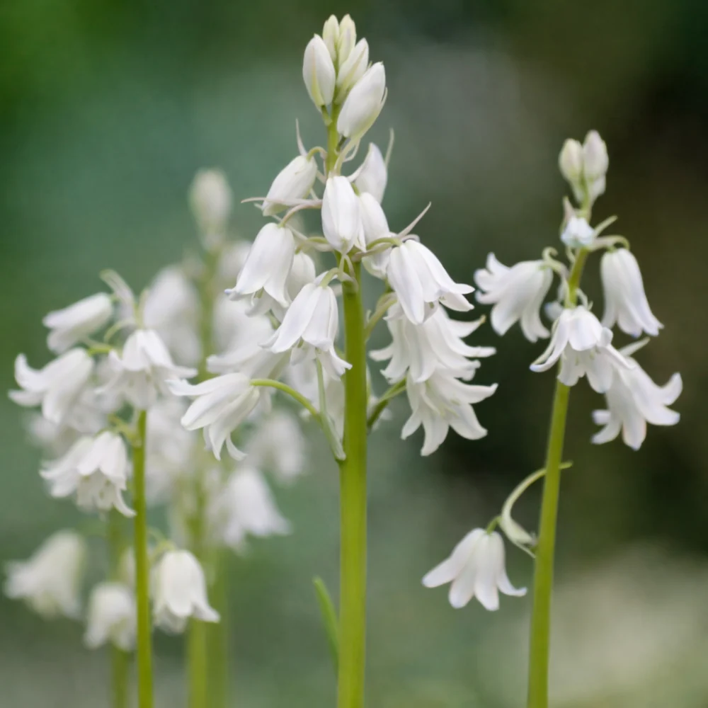 Boshyacint wit (hyacinthoides hispanica) BIO - 10 stuks - 51Dnspod | Smaakvolle damp – Verzendkosten vrij vanaf 40€ Boshyacint wit (hyacinthoides hispanica) BIO - 10 stuks - 51Dnspod | Smaakvolle damp – Verzendkosten vrij vanaf 40€