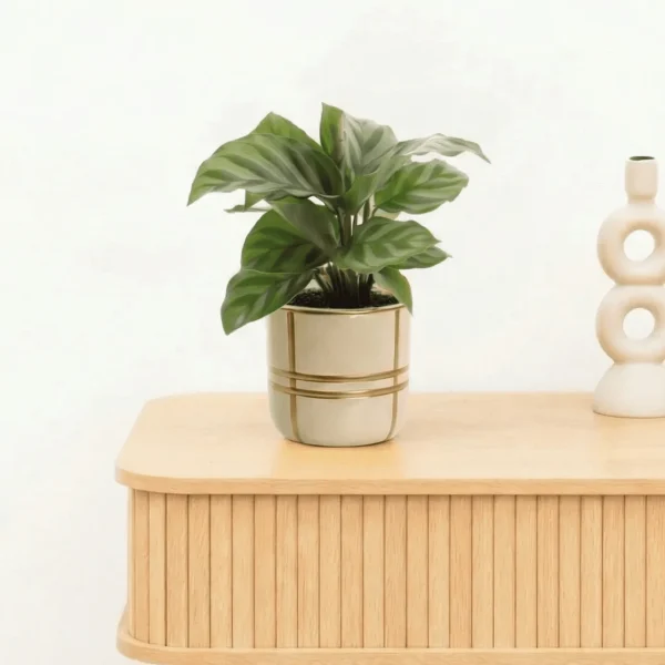 Bambino Calathea Freddie - 15cm - 51Dnspod | Smaakvolle damp – Verzendkosten vrij vanaf 40€