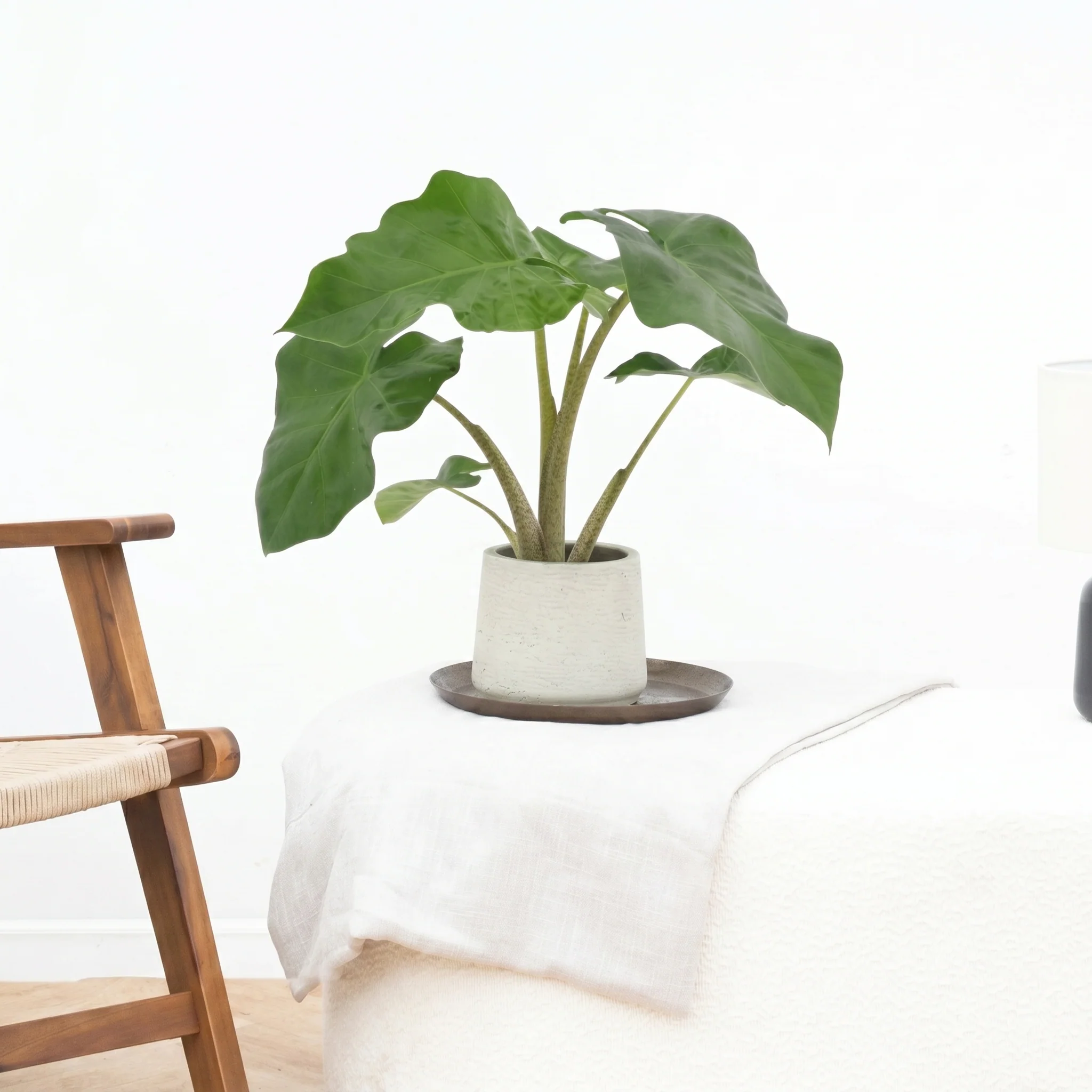 Alocasia Low Rider - 40cm - 51Dnspod | Smaakvolle damp – Verzendkosten vrij vanaf 40€ Alocasia Low Rider - 40cm - 51Dnspod | Smaakvolle damp – Verzendkosten vrij vanaf 40€