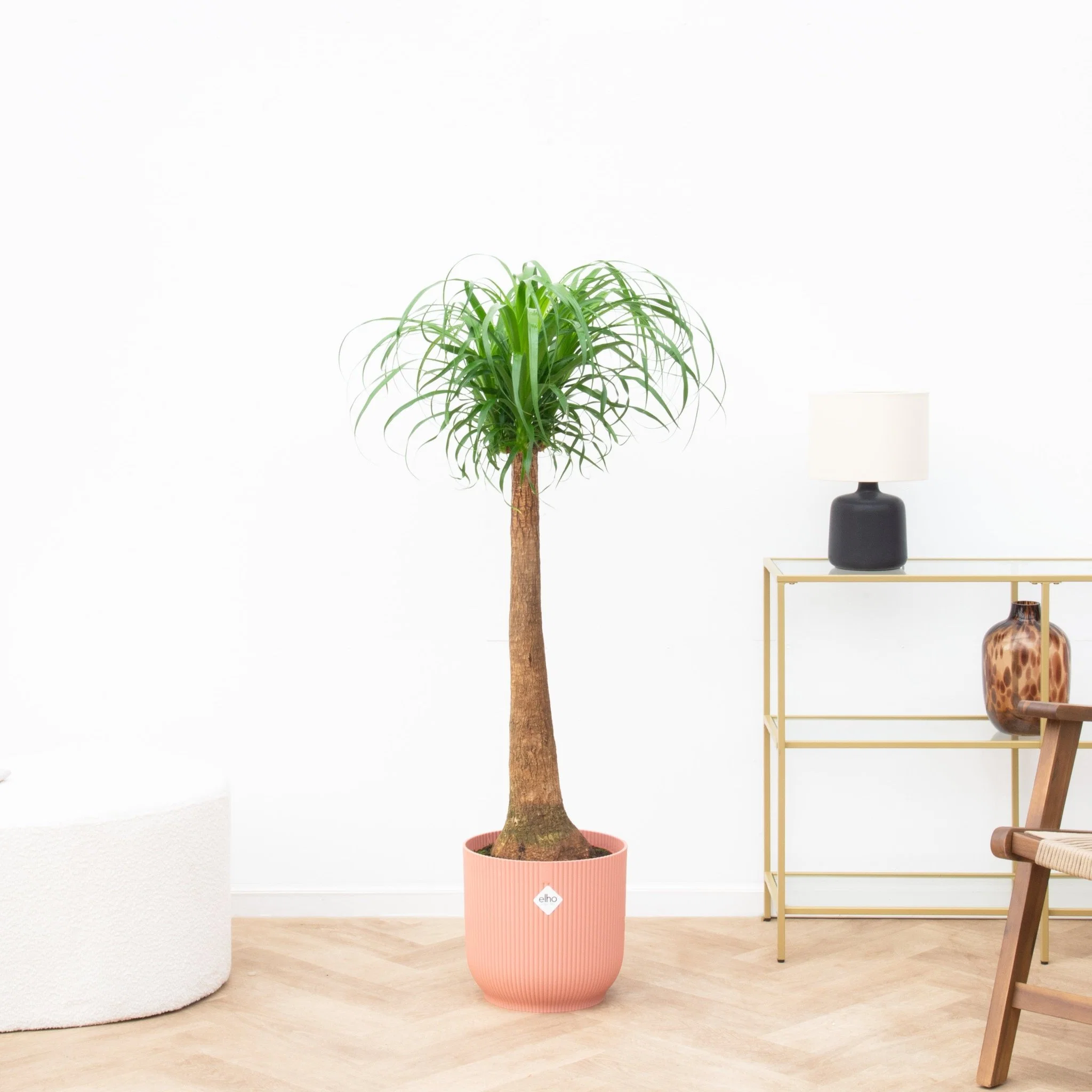 Beaucarnea - 120cm - 51Dnspod | Smaakvolle damp – Verzendkosten vrij vanaf 40€ Beaucarnea - 120cm - 51Dnspod | Smaakvolle damp – Verzendkosten vrij vanaf 40€