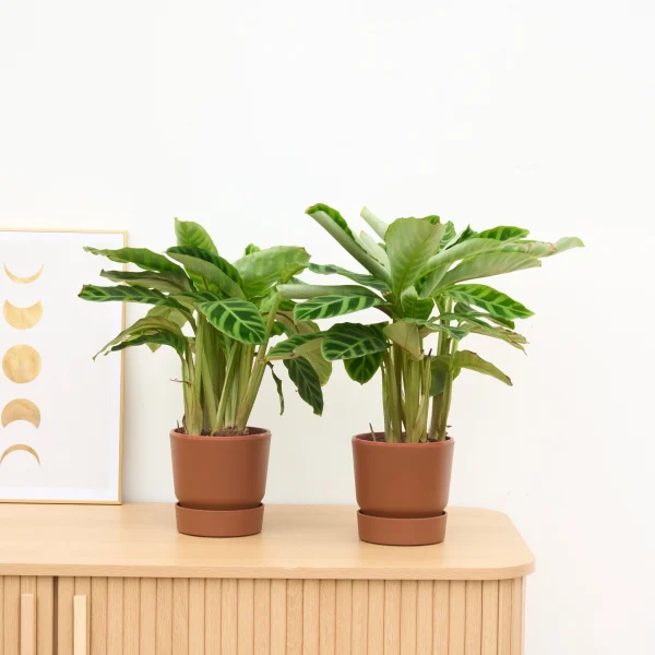 2 x Calathea Zebrina - 35 cm - 51Dnspod | Smaakvolle damp – Verzendkosten vrij vanaf 40€
