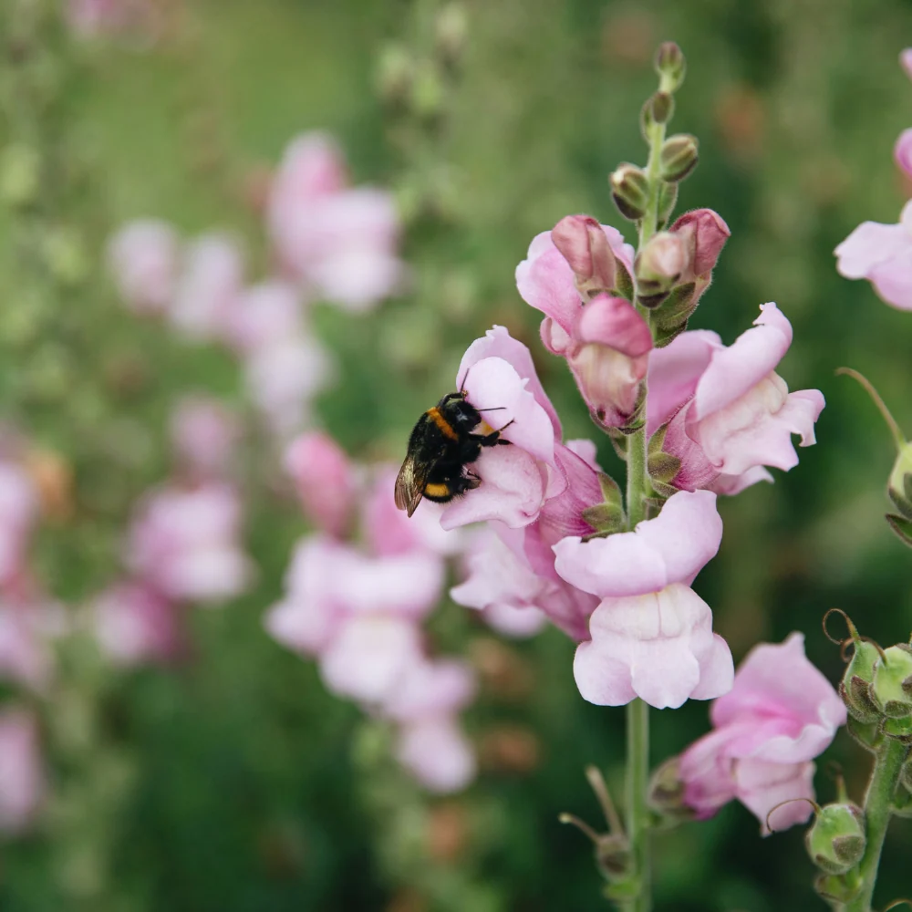 Antirrhinum majus (leeuwenbekje) - 'Potomac Lavender' - 51Dnspod | Smaakvolle damp – Verzendkosten vrij vanaf 40€ Antirrhinum majus (leeuwenbekje) - 'Potomac Lavender' - 51Dnspod | Smaakvolle damp – Verzendkosten vrij vanaf 40€