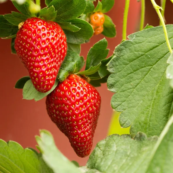 Aardbeiplanten frigo laat 'Cadenza' BIO - 10 stuks - 51Dnspod | Smaakvolle damp – Verzendkosten vrij vanaf 40€