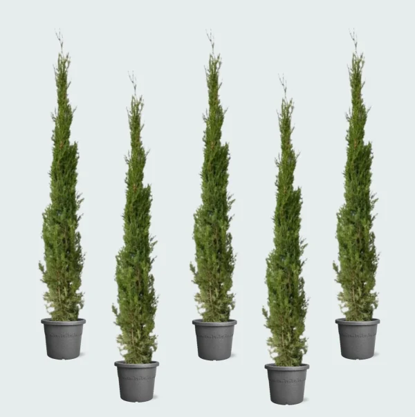 5x Cupressus Leylandii - 160cm - 51Dnspod | Smaakvolle damp – Verzendkosten vrij vanaf 40€
