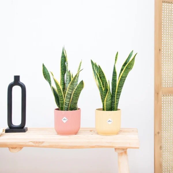 2x Sansevieria Laurentie - 40cm - 51Dnspod | Smaakvolle damp – Verzendkosten vrij vanaf 40€
