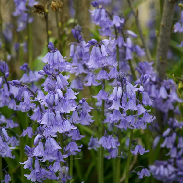 Boshyacint blauw (hyacinthoides hispanica) BIO - 10 stuks - 51Dnspod | Smaakvolle damp – Verzendkosten vrij vanaf 40€