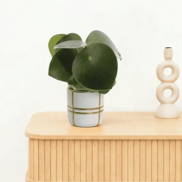 Bambino Peperomia Raindrop - 10cm - 51Dnspod | Smaakvolle damp – Verzendkosten vrij vanaf 40€