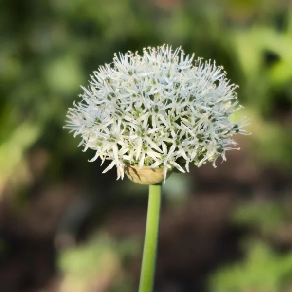 Allium 'Nigrum' BIO - 5 stuks - 51Dnspod | Smaakvolle damp – Verzendkosten vrij vanaf 40€