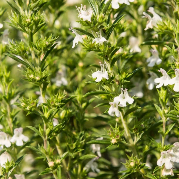 Bergbonenkruid (satureja montana) BIO - 51Dnspod | Smaakvolle damp – Verzendkosten vrij vanaf 40€